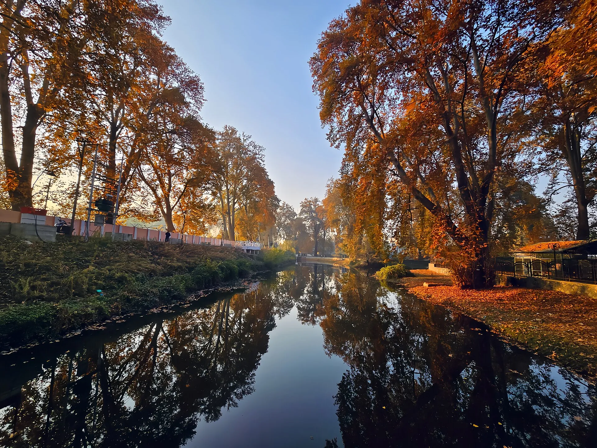 Crimson chinar trees along an autumn canal in Kashmir