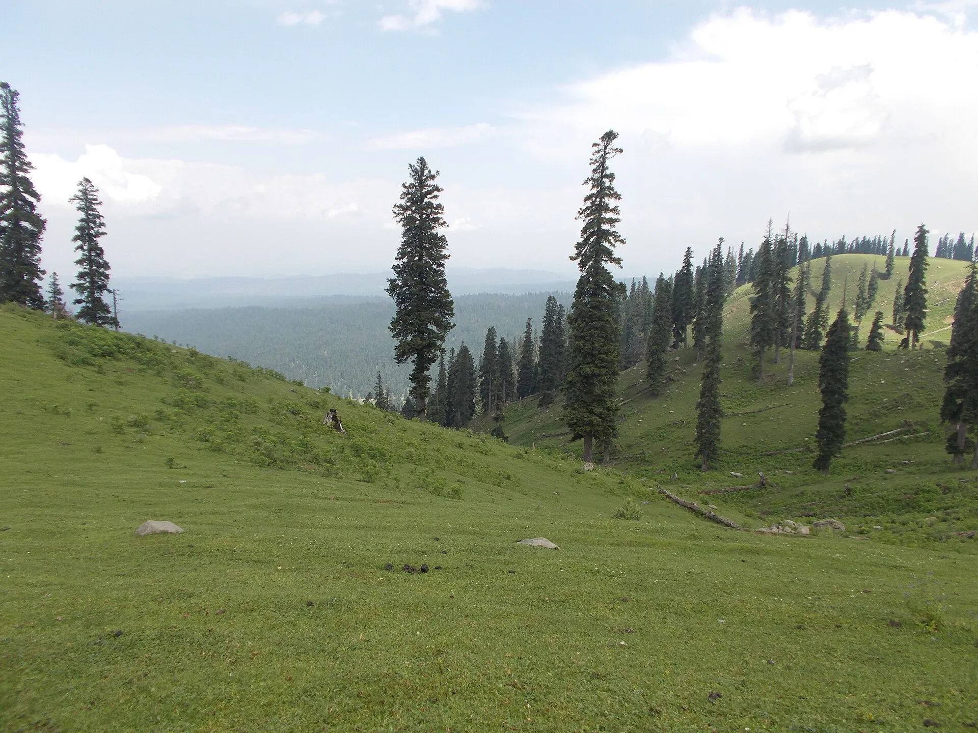 Pine forest above the meadow at Yusmarg