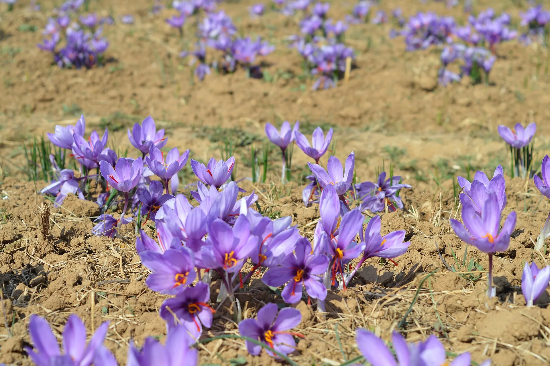 Saffron crocus flowers from Pampore, Kashmir