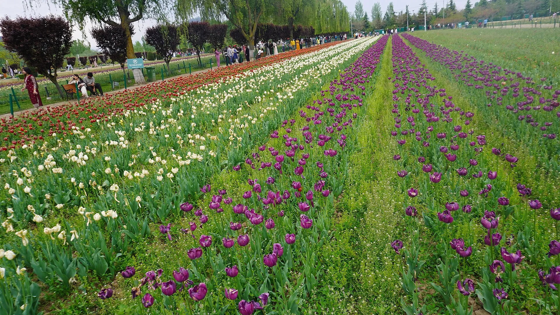 Tulip Garden in full bloom, Srinagar — spring special package
